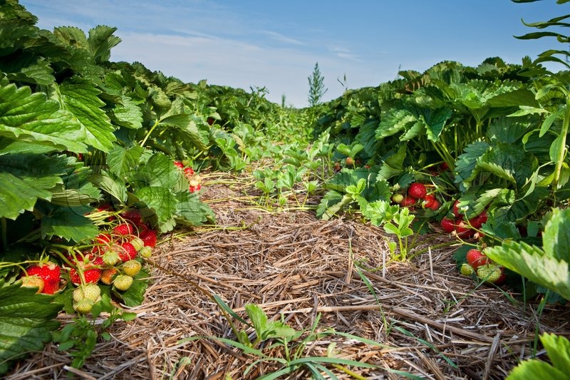 Closeup Von Frischen Bio Erdbeeren Stock Bild Colourbox