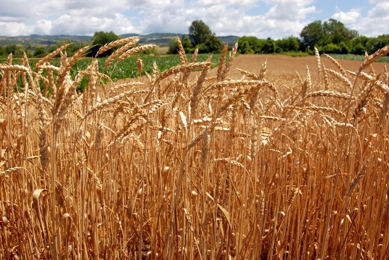 yellow wheat plant on field over scenic landscape serbia stock