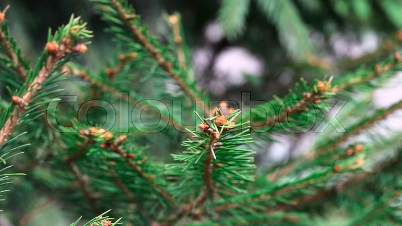 Kiefer sprießen neue Knospen . | Stock Video | Colourbox