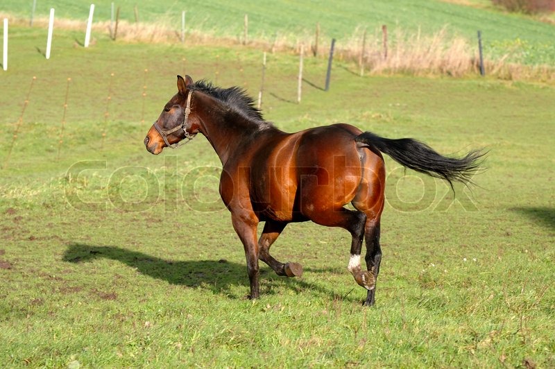 Pferd läuft auf grünem Gras Stock Bild Colourbox