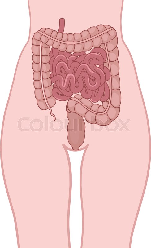 bowel location in the human body the circuit structure of the colon