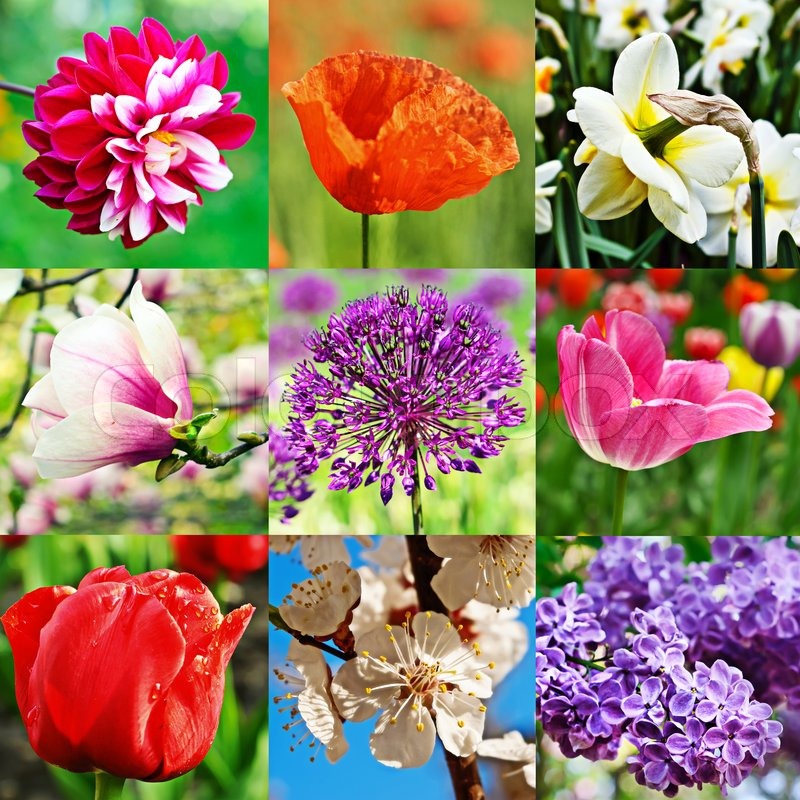 different images of flowers