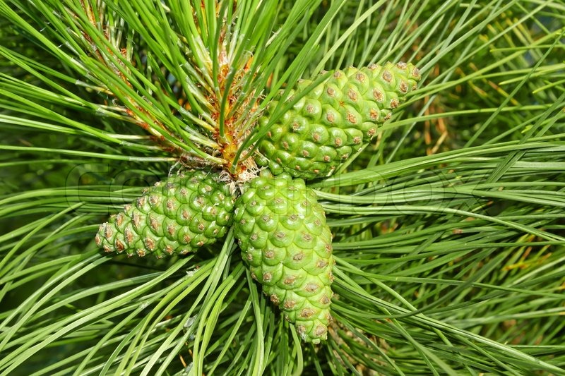 A young green cones of pine tree Stock image Colourbox