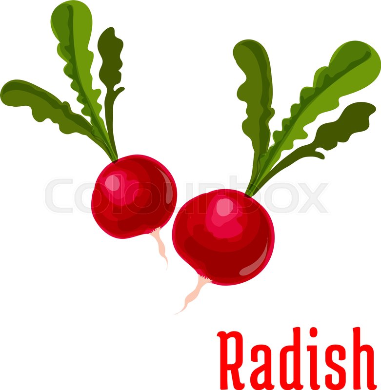 Radish vegetable plant icon. Bunch of Stock vector Colourbox