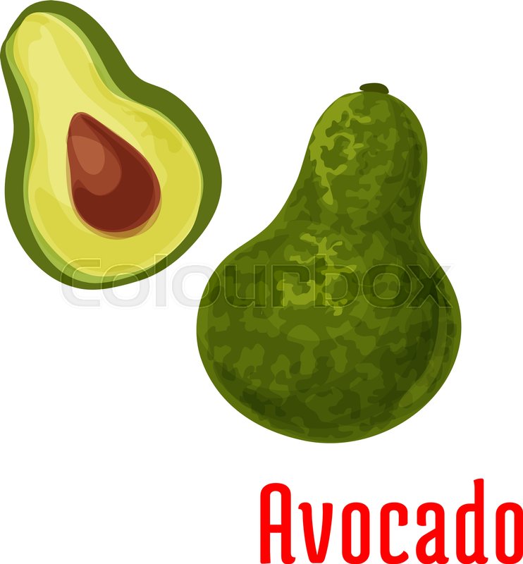 Avocado Fruit Vector Color Sketch Stock Vector Colourbox