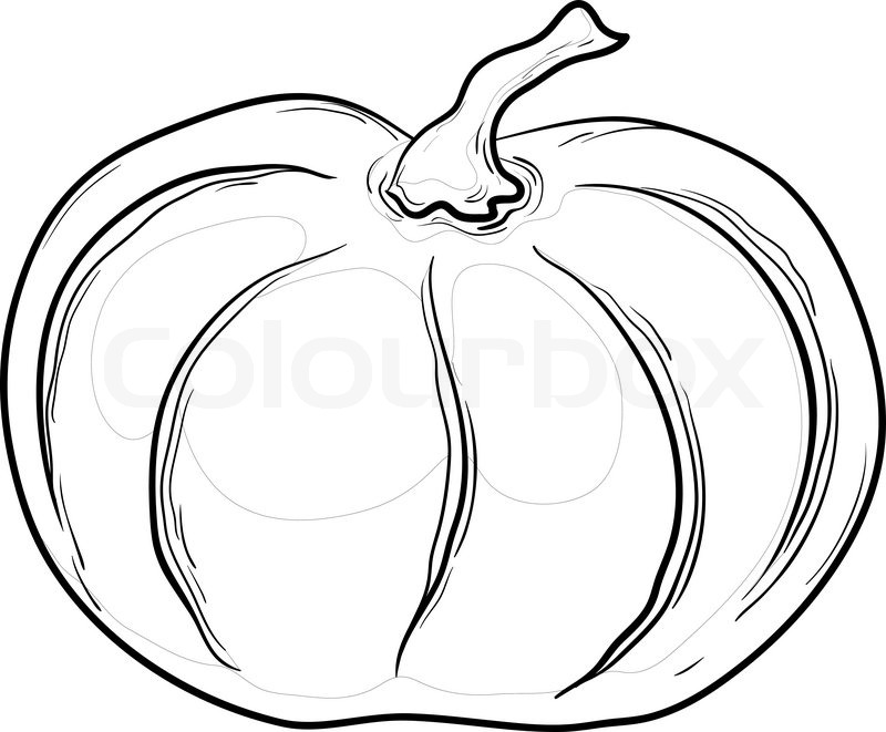 stock vector of vegetable pumpkin vector monochrome graphic contours on white background