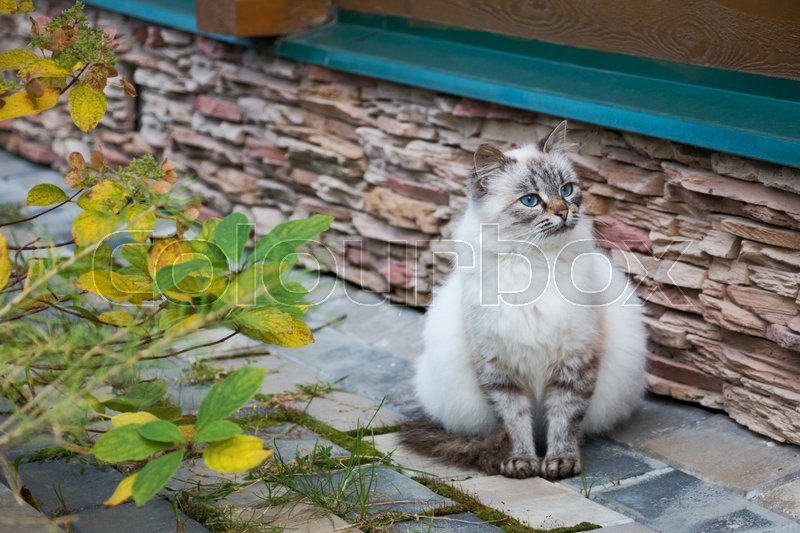 Fat White And Gray Cat With Blue Eyes Stock Image Colourbox