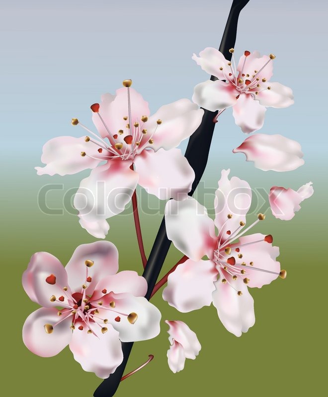 single cherry blossom drawing