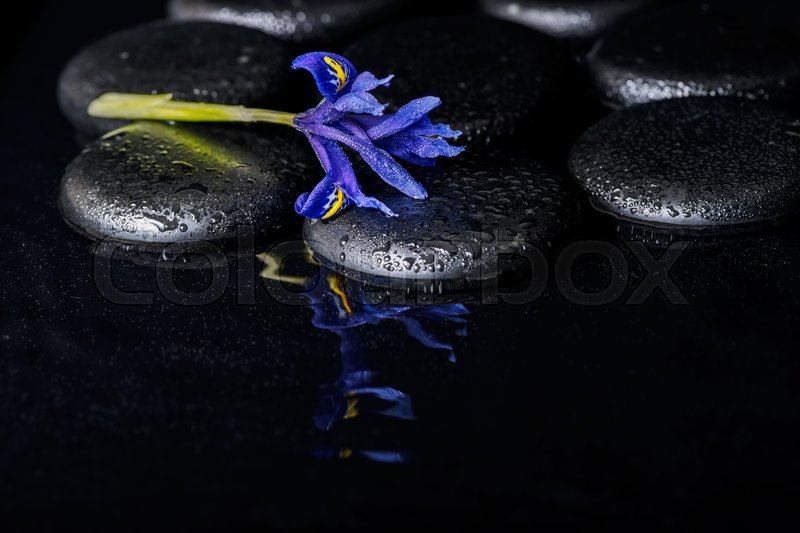 Image result for blue iris flower reflection in water