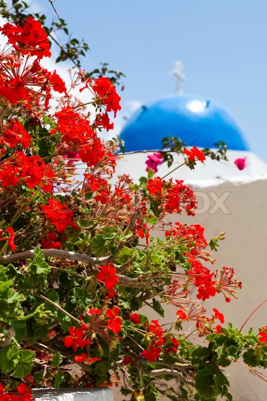 Beautiful red geranium flowers with blue dome of church in background