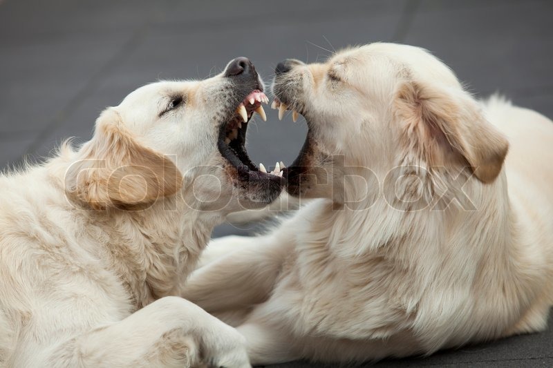 Two golden retrievers with mouth wide open showing some teeth | Stock ...