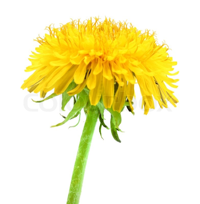 One yellow flower of dandelion isolated on white background. Close-up