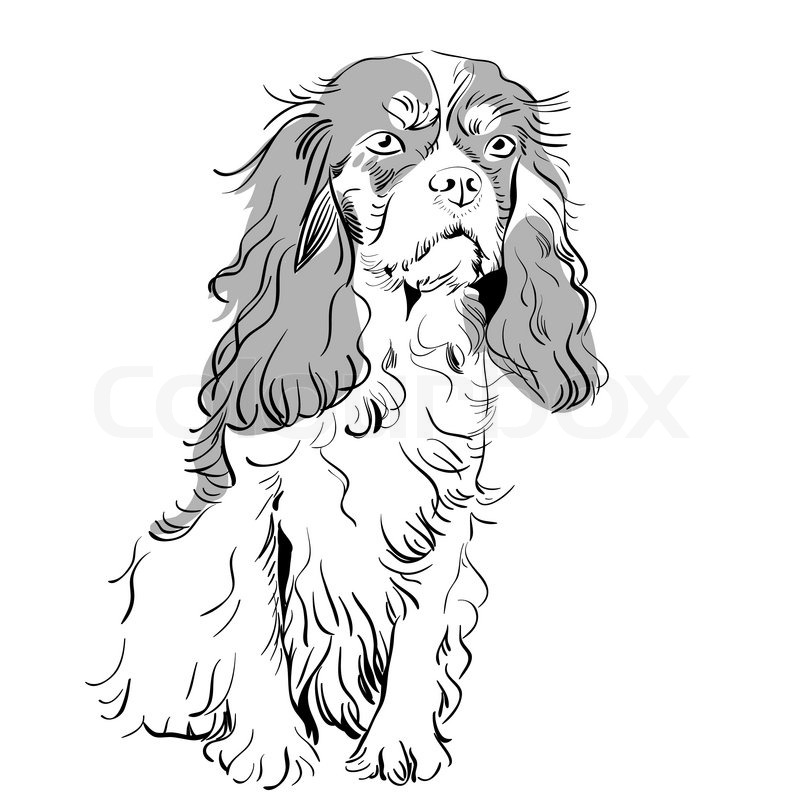 Image of the dog breed Cavalier King | Stock vector | Colourbox