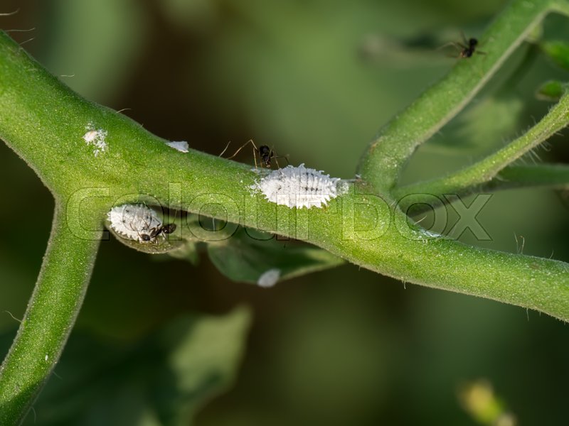 Ants and white aphids on the tomato Stock image
