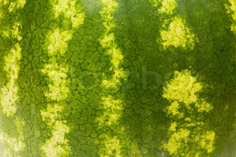 Close up green skin of the watermelon Stock Photo Colourbox