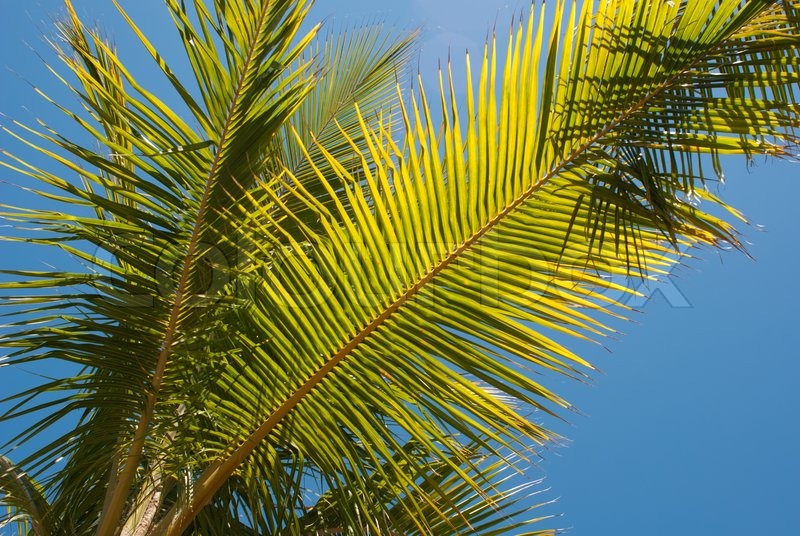 palm trees background at a hotel beach resort stock photo