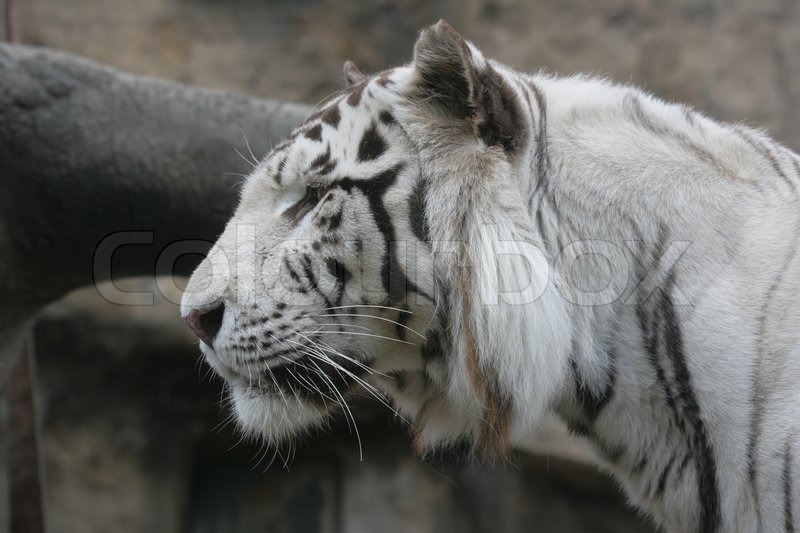 White Albino Tiger Close Up View From Stock Image Colourbox