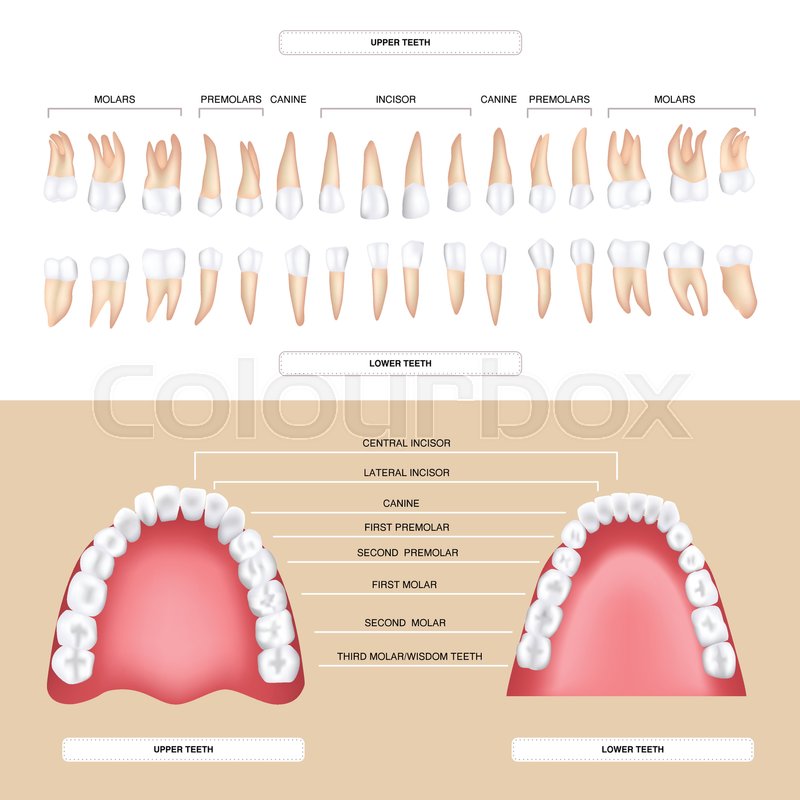 Human Dental Anatomy Permanent Tooth Stock Vector Colourbox