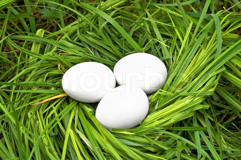 Three white eggs in a nest of green grass Stock Photo Colourbox