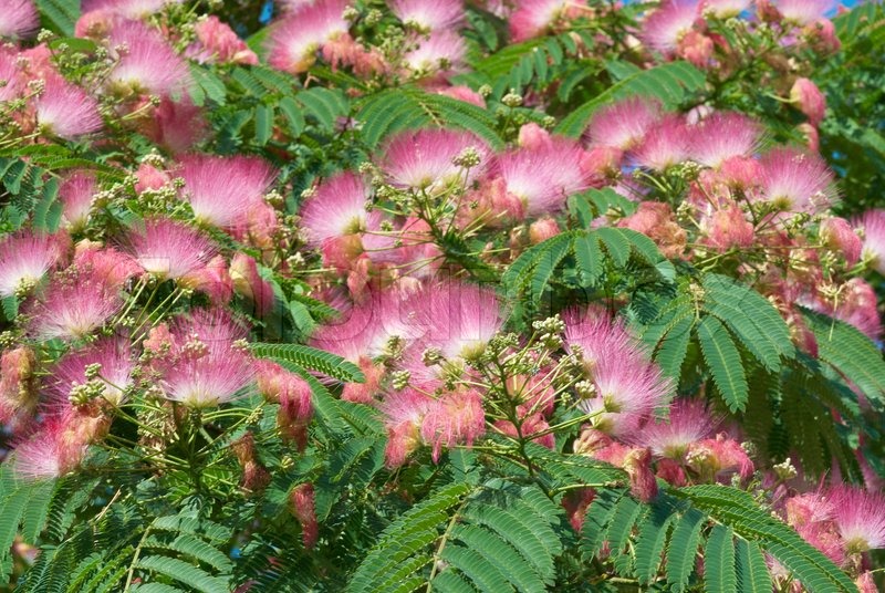 Flowers of acacia julibrissin) with green leaves