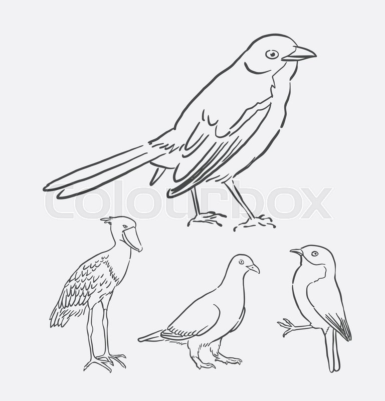 Bird animal sketch | Stock vector | Colourbox Bird animal sketch | Stock vector | Colourbox