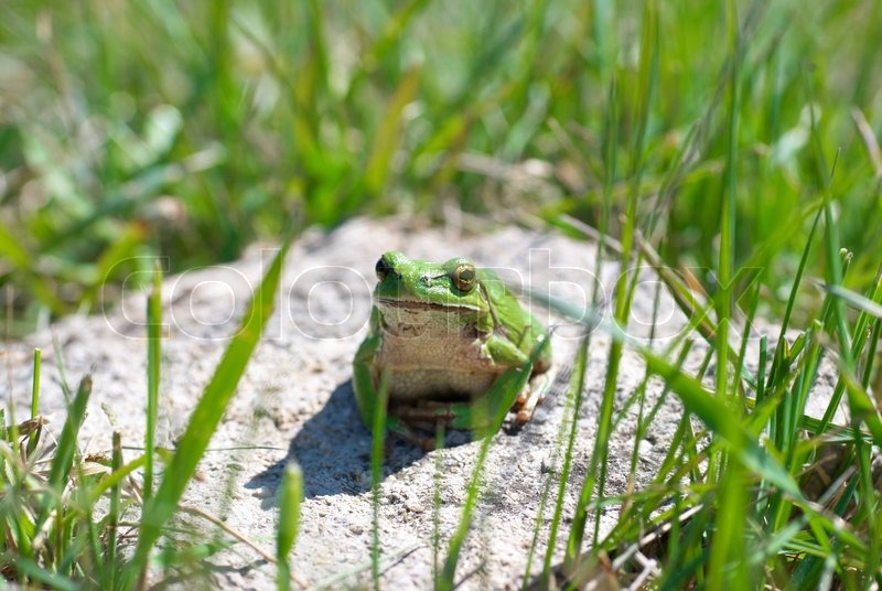 Partnersuche frosch Ich suche Leute mit Erfahrung mit Singlereisen