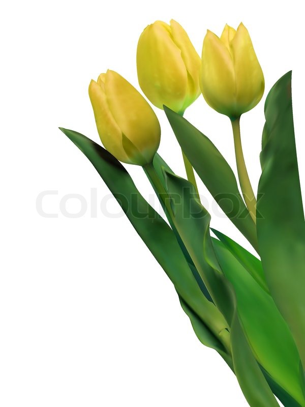 Leuchtend gelbe Tulpen auf weiß | Stock-Vektor | Colourbox