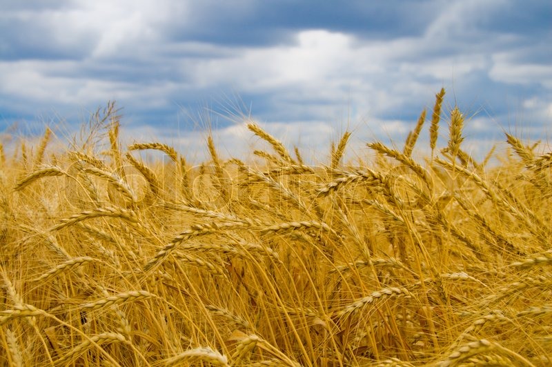 Field of ripe wheat gold color south ... | Stock image ...