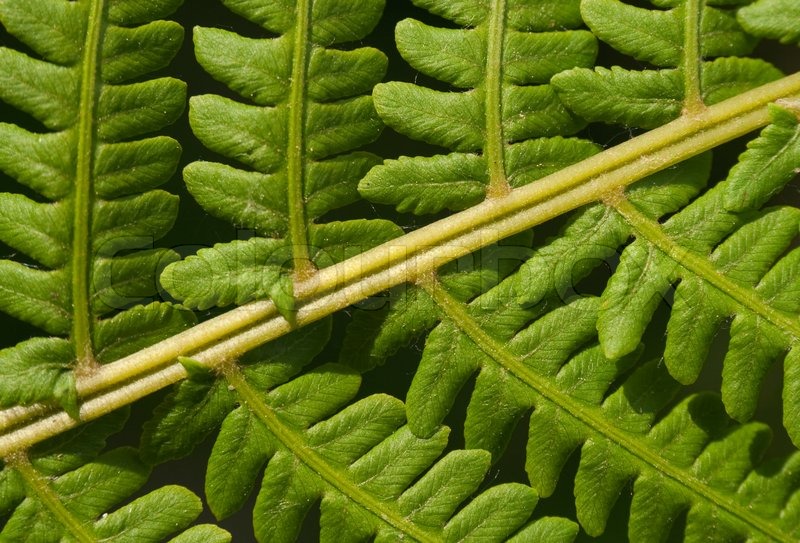 Green leaves of tropical fern  stock photo  colourbox