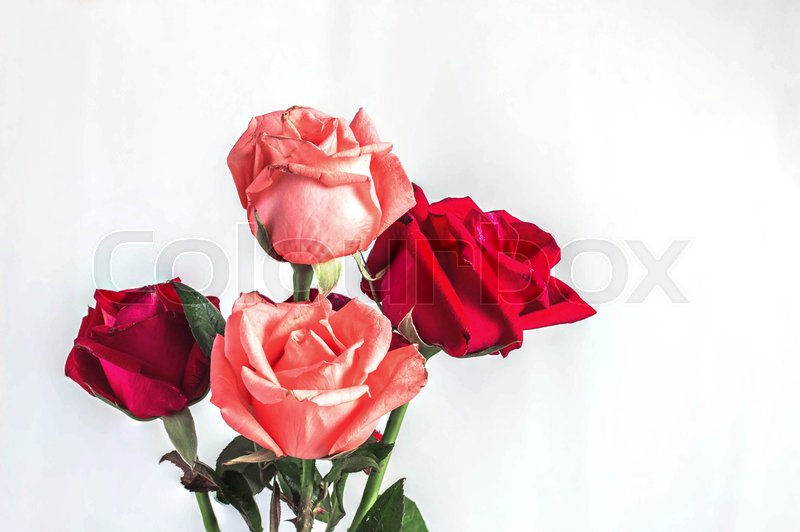 Rose bruise on white background. | Stock Photo | Colourbox