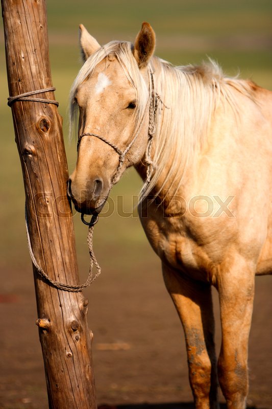 A horse tie to a pole at Inner Stock image Colourbox
