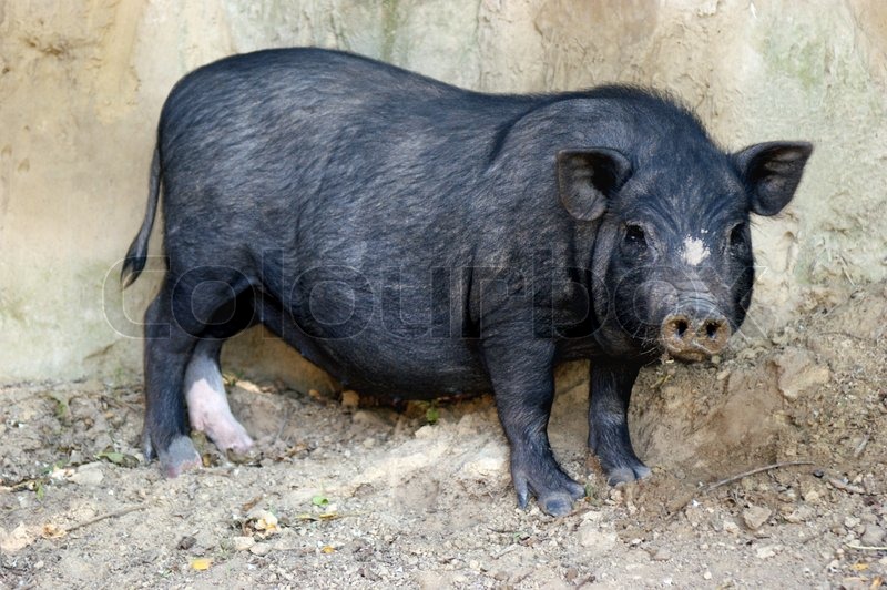 Pot-bellied pig in a sandy outdoor enclosure | Stock Photo | Colourbox