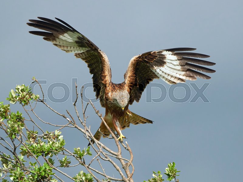 Red kite landing on a branch in its Stock Photo Colourbox