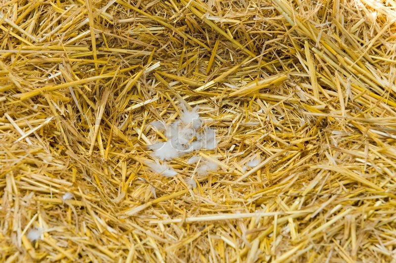 Empty nest of hen from a straw with Stock image Colourbox