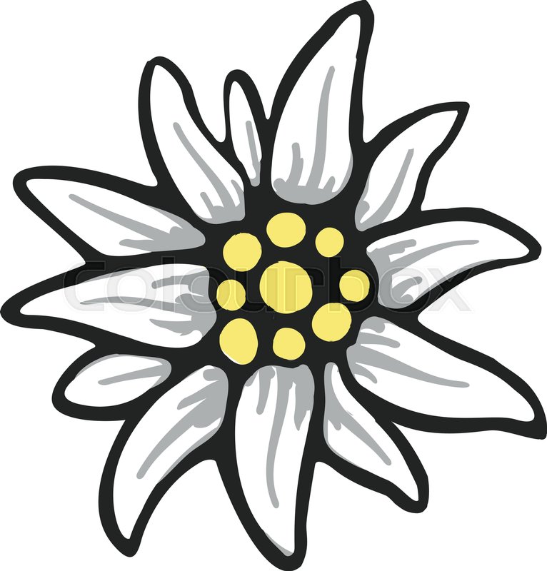 Edelweiss flower symbol alpinism alps Stock vector