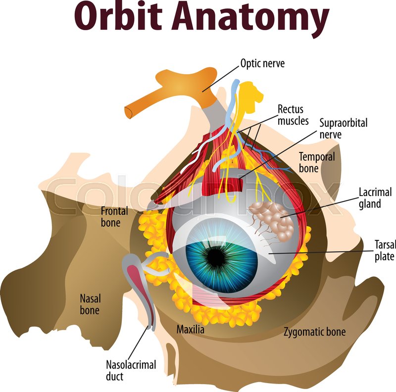 Vector illustration of Orbit anatomy Stock vector Colourbox