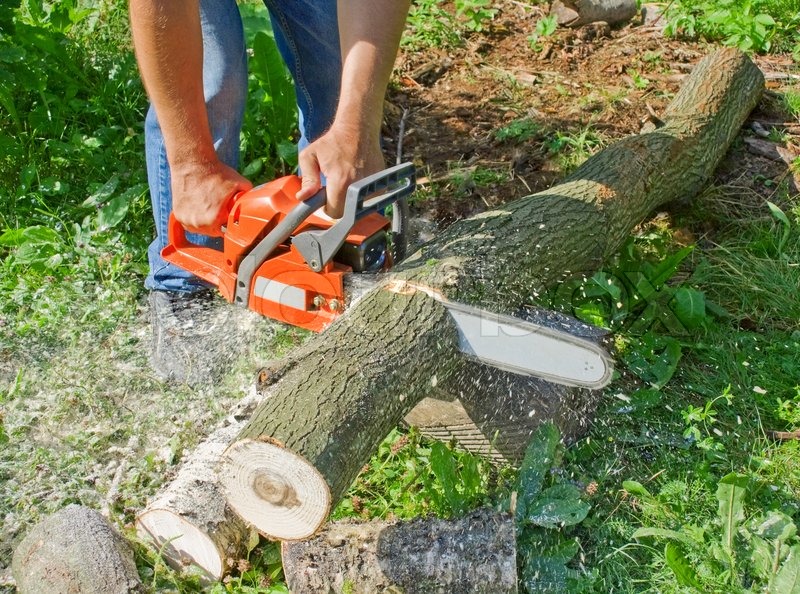 Man with chainsaw cutting the tree | Stock Photo | Colourbox