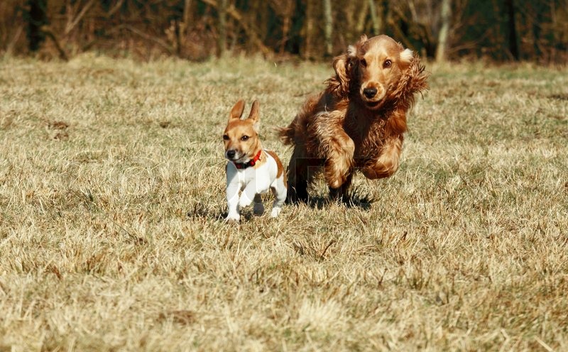 Puppy of jack russel terrier and cocker spaniel running in Puppy of jack russel terrier and cocker spaniel running in