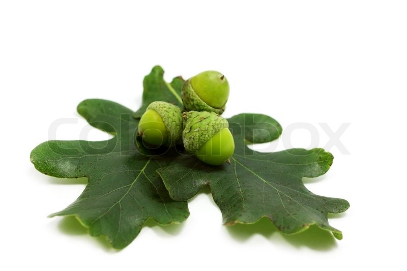 Oak Leaves And Acorns