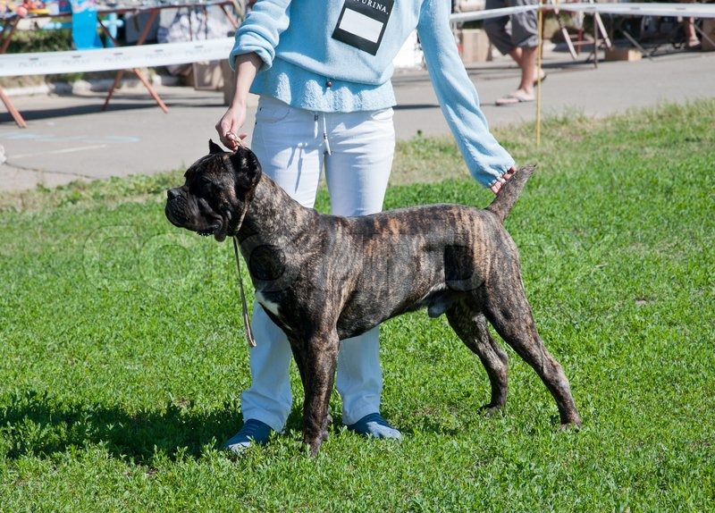 German Shepherd Dog Show Pose German Shepherd Dog Show Pose