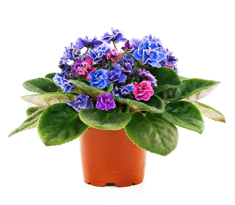 Blossoming violets in flower pot - isolated on white background | Stock