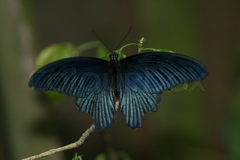 Beautiful darkblue butterfly on branch Stock Photo Colourbox