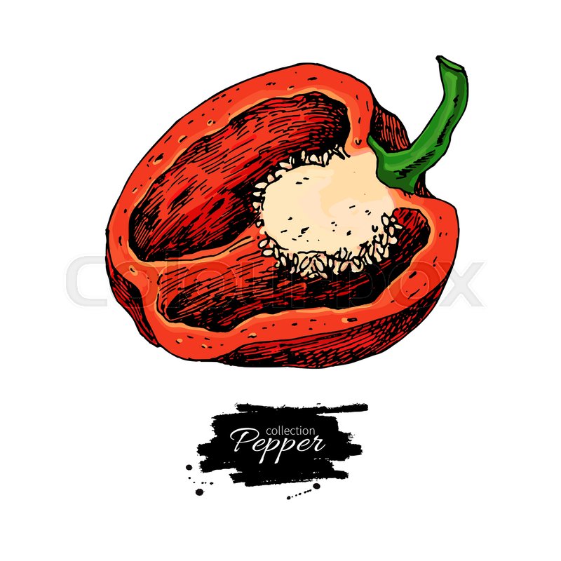 Half bell pepper hand drawn vector Stock vector Colourbox