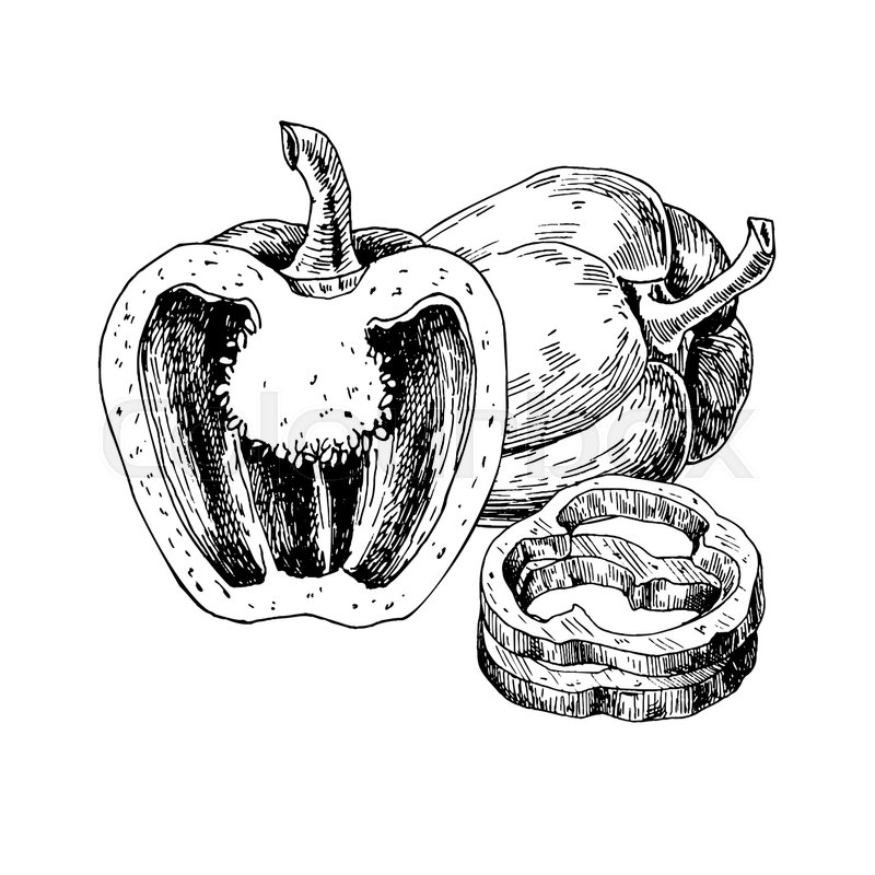 Pepper hand drawn vector illustration. Stock vector Colourbox