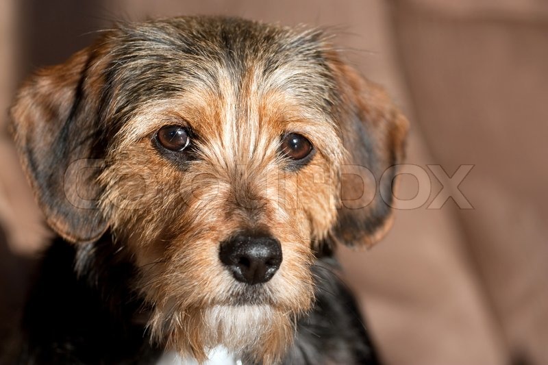 yorkshire beagle mix