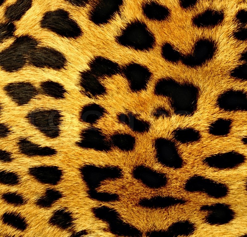 mønster af leopard pels i ... | foto | Colourbox