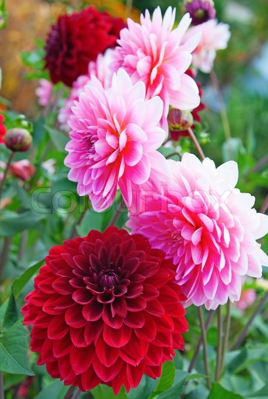 Colorful dahlia flower in the garden | Stock Photo | Colourbox