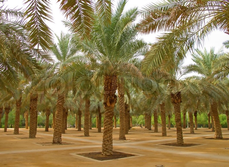 Palmehave i Riyadh byen, Saudi Arabien Stock foto Colourbox