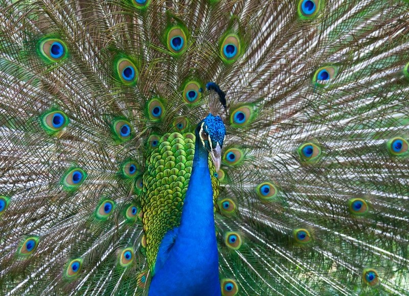 Schöne Farbe Pfau mit voll Schwanz Stockfoto Colourbox