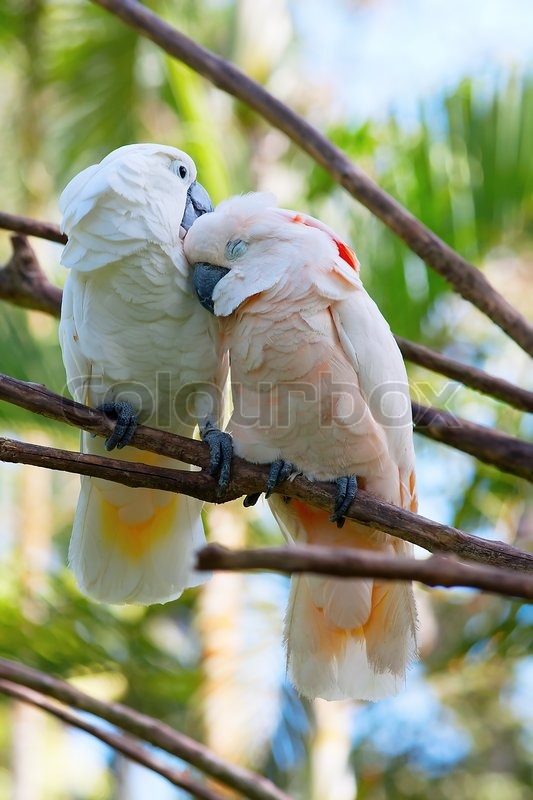 Paar Kakadu auf dem Baum Stock Bild Colourbox